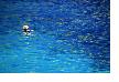 Swimmer